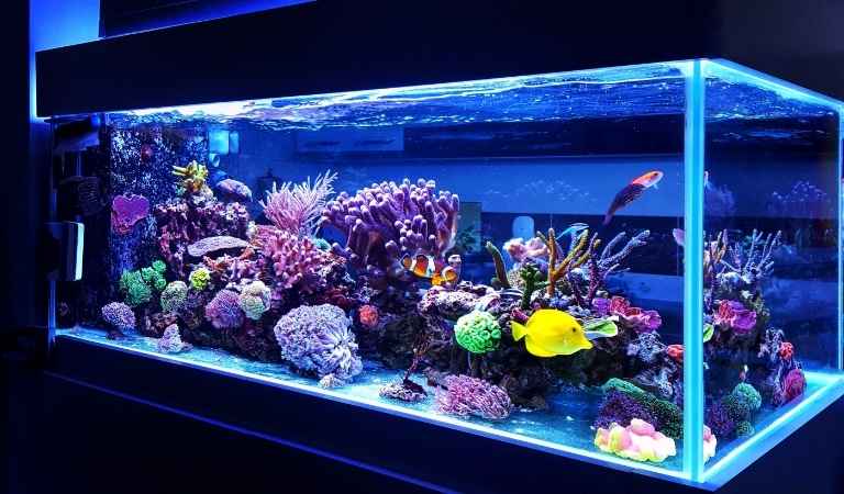 is acrylic paint aquarium safe
