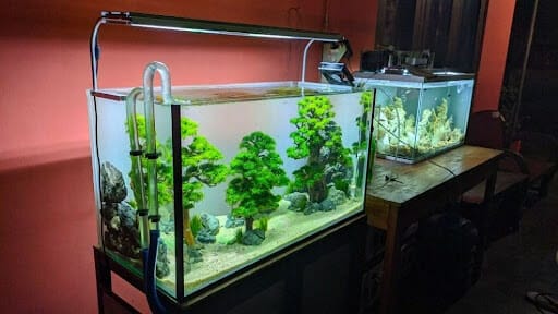 how long do acrylic aquariums last
